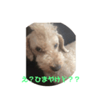 大阪弁プードル（個別スタンプ：13）