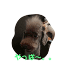 大阪弁プードル（個別スタンプ：16）
