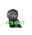 灰猫（英語バージョン）（個別スタンプ：3）