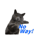 灰猫（英語バージョン）（個別スタンプ：7）