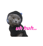 灰猫（英語バージョン）（個別スタンプ：12）