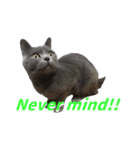 灰猫（英語バージョン）（個別スタンプ：19）