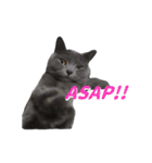 灰猫（英語バージョン）（個別スタンプ：28）
