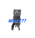 灰猫（英語バージョン）（個別スタンプ：30）