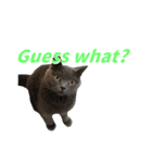 灰猫（英語バージョン）（個別スタンプ：34）