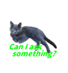 灰猫（英語バージョン）（個別スタンプ：37）
