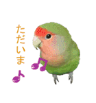 可愛いコザクラインコ part2（個別スタンプ：9）