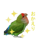 可愛いコザクラインコ part2（個別スタンプ：10）