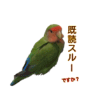 可愛いコザクラインコ part2（個別スタンプ：14）