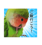 可愛いコザクラインコ part2（個別スタンプ：38）