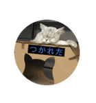 悪猫ニャンアチ（個別スタンプ：5）