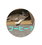 悪猫ニャンアチ（個別スタンプ：9）