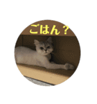 悪猫ニャンアチ（個別スタンプ：10）