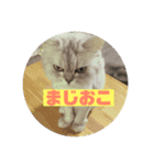 悪猫ニャンアチ（個別スタンプ：13）