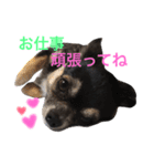 シンバスタンプ（個別スタンプ：4）