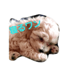 応援Dog（個別スタンプ：1）