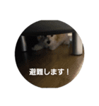 応援Dog（個別スタンプ：6）