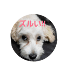 応援Dog（個別スタンプ：7）