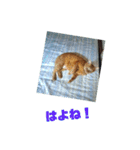 ネコのちーちゃん7（個別スタンプ：31）