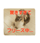 ねこねこ家猫2（個別スタンプ：6）