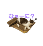 ねこねこ家猫2（個別スタンプ：21）