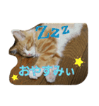 ねこねこ家猫2（個別スタンプ：24）