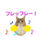 ねこねこ家猫2（個別スタンプ：31）