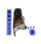 まやのスタンプ2（個別スタンプ：33）