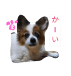 まやのスタンプ2（個別スタンプ：34）