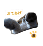 まやのスタンプ2（個別スタンプ：40）