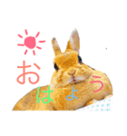 うさぎの可愛いももちゃん（個別スタンプ：4）
