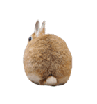 うさぎの可愛いももちゃん（個別スタンプ：12）