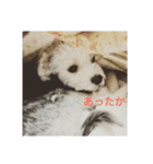 マルキーと日常（個別スタンプ：7）