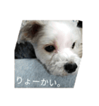 マルキーと日常（個別スタンプ：31）