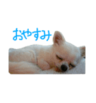 チワワのみくり（個別スタンプ：2）