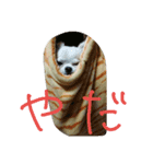 チワワのみくり（個別スタンプ：5）