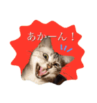 アメショのりんちゃん（個別スタンプ：2）