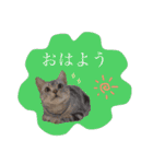 アメショのりんちゃん（個別スタンプ：3）
