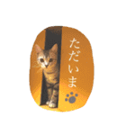 アメショのりんちゃん（個別スタンプ：5）
