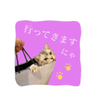 アメショのりんちゃん（個別スタンプ：6）