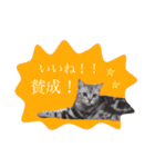 アメショのりんちゃん（個別スタンプ：8）