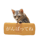 アメショのりんちゃん（個別スタンプ：9）