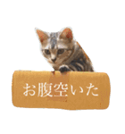 アメショのりんちゃん（個別スタンプ：10）