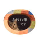 アメショのりんちゃん（個別スタンプ：11）