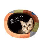 アメショのりんちゃん（個別スタンプ：12）