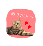 アメショのりんちゃん（個別スタンプ：13）
