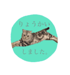 アメショのりんちゃん（個別スタンプ：14）