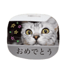 アメショのりんちゃん（個別スタンプ：15）