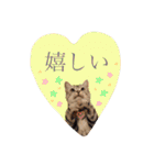 アメショのりんちゃん（個別スタンプ：16）