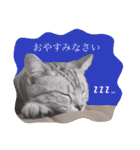 アメショのりんちゃん（個別スタンプ：17）